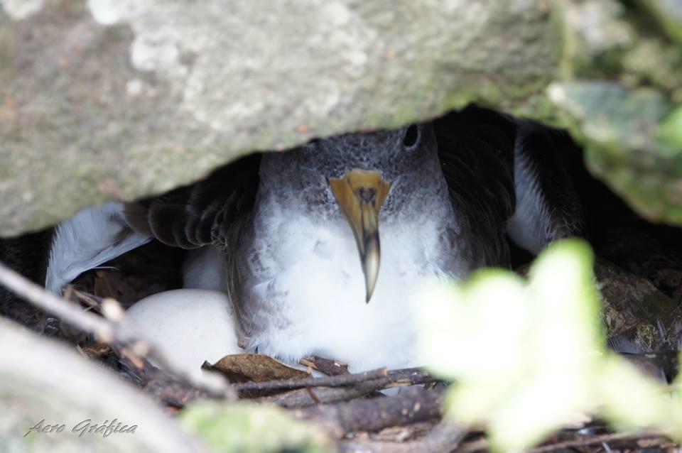 Вилла Sitio Da Assumada Lajes das Flores Экстерьер фото